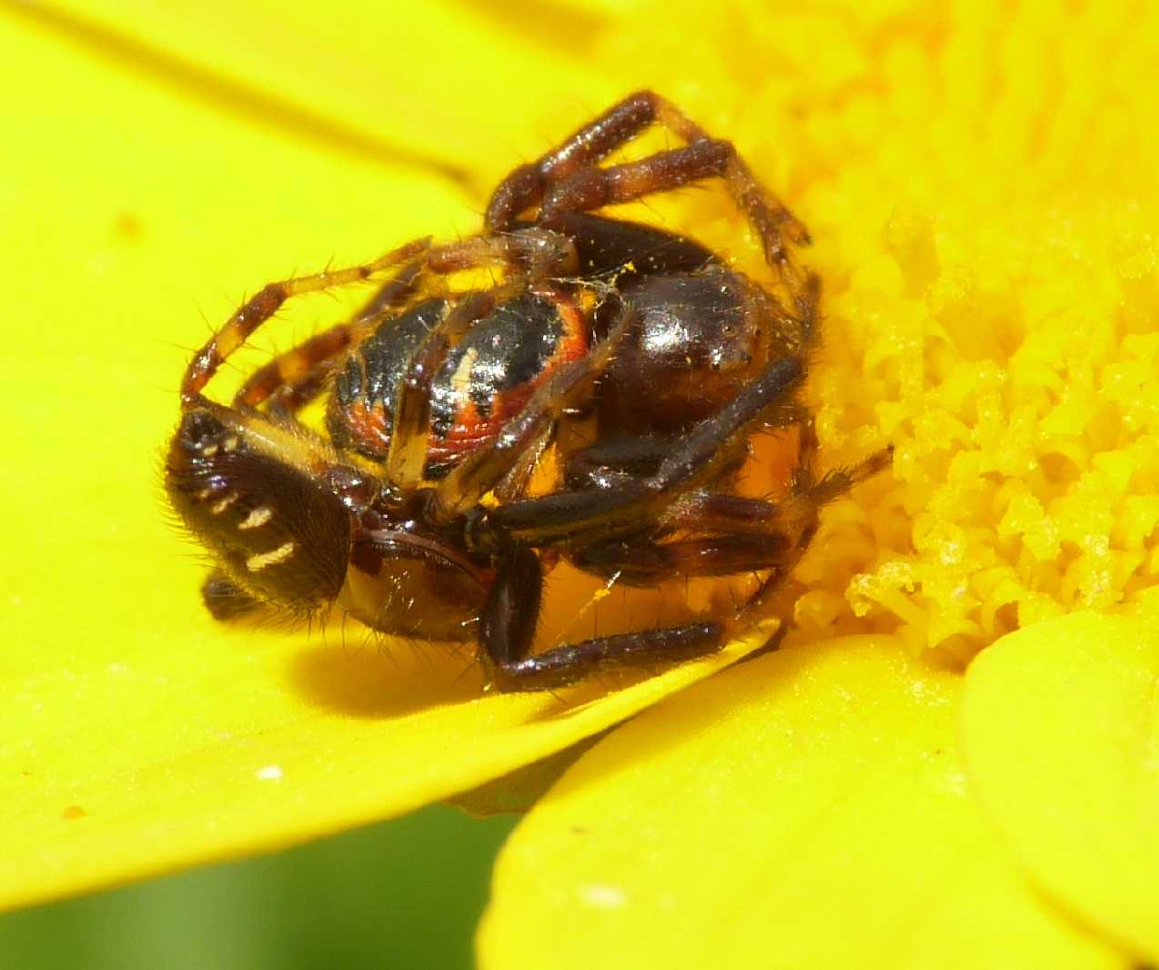 Synema globosum: variazioni sul tema